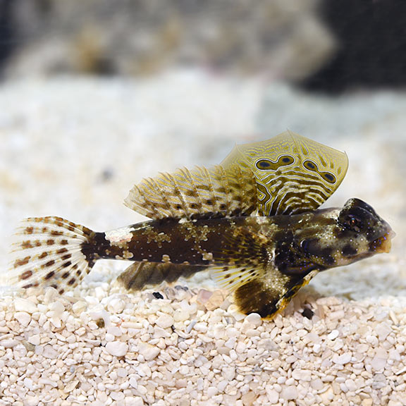 Scooter Blenny Dragonet (Synchiropus ocellatus)