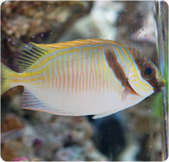 Scribbled Rabbitfish (Siganus virgatus)