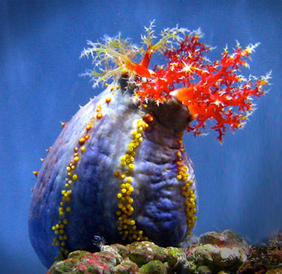 Sea Apple (Pseudocolochirus violaceus)