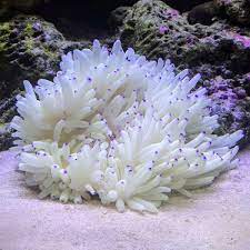 Sebae Anemone (Heteractis crispa)