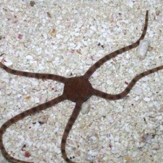 Serpent Starfish (Ophiolepsis sp.)