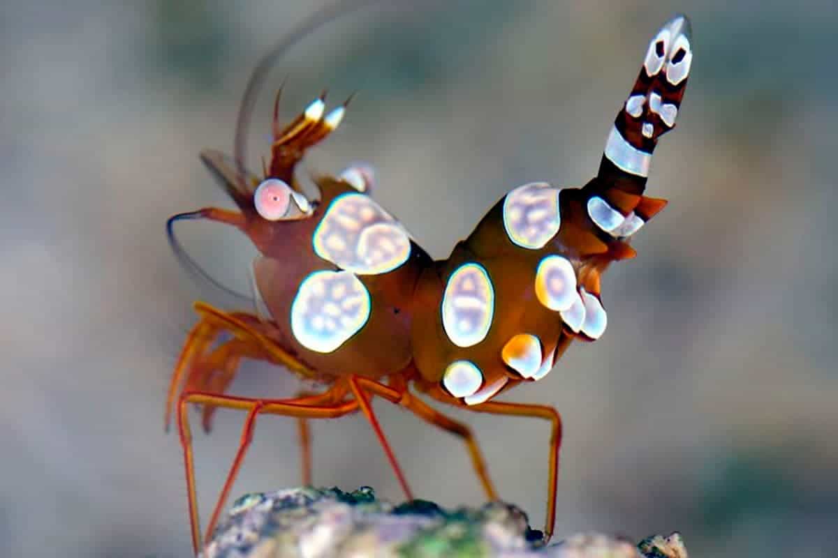 Sexy Dancer Shrimp (Thor amboinensis)