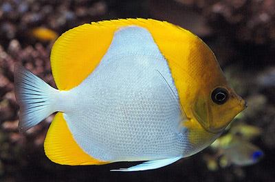 Shy Diamond Butterfly (Hemitaurichthys polylepis)