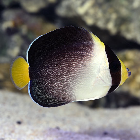 Singapore Angel (Chaetodontoplus mesoleucus)