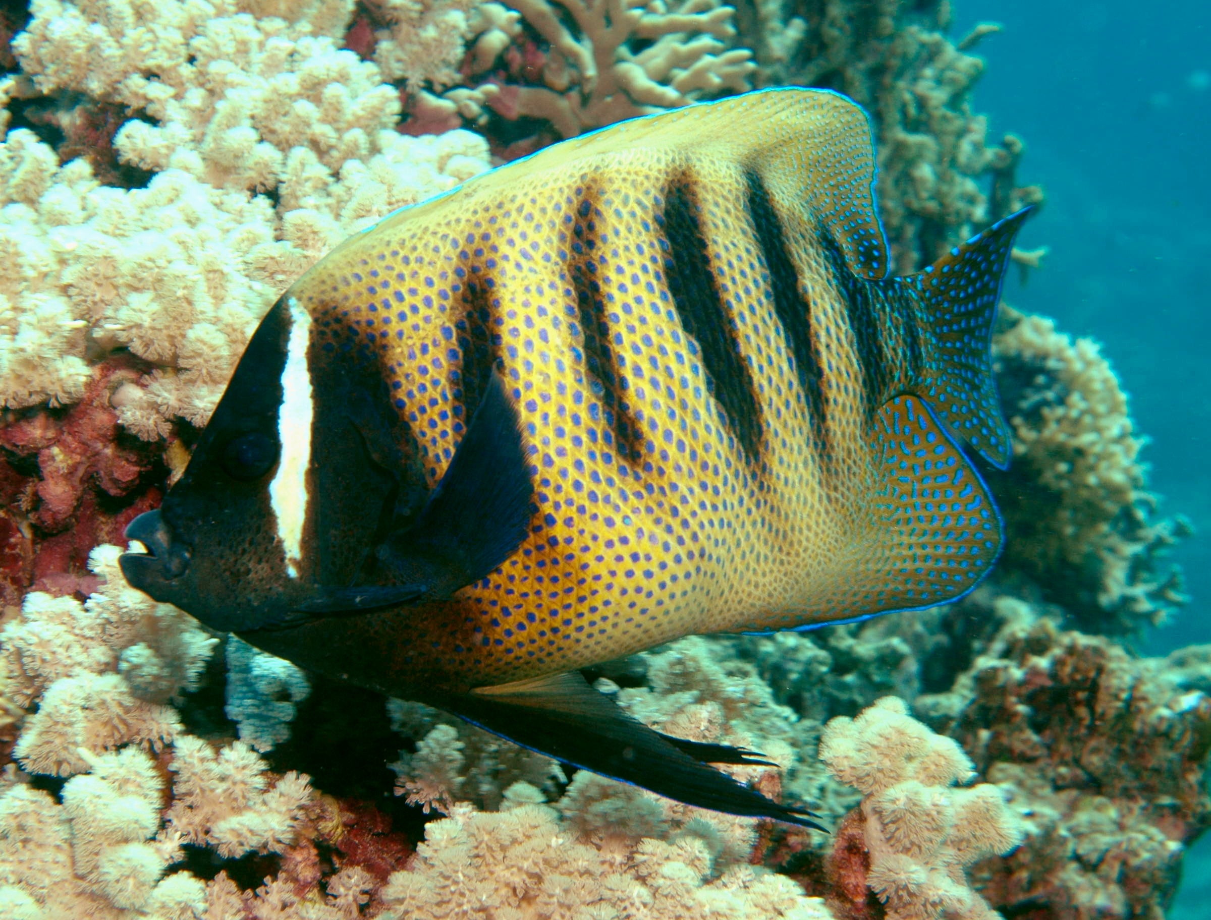 Six Bar Angel (Pomacanthus sexstriatus)