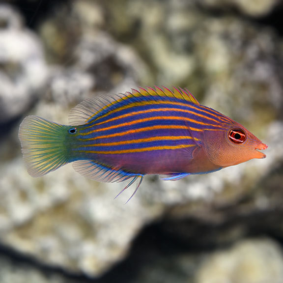 Six Line Wrasse (Pseudocheilinus hexataenia)