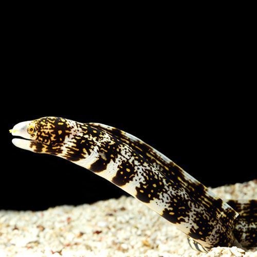 Snowflake Moray Eel (Echidna nebulosa)