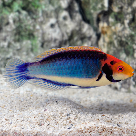 Solorensis / Red Head Solon Fairy Wrasse (Cirrhilabrus solorensis)