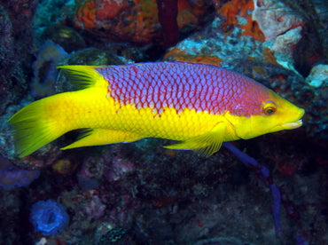 Spanish Hogfish (Bodianus rufus)