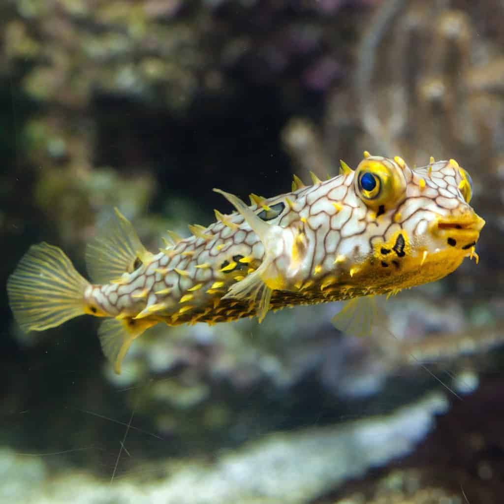 Spiny Box Pufferfish (Chilomycterus schoepfi)