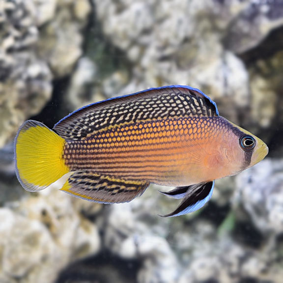 Splendid Dottyback (Manonichthys splendens)