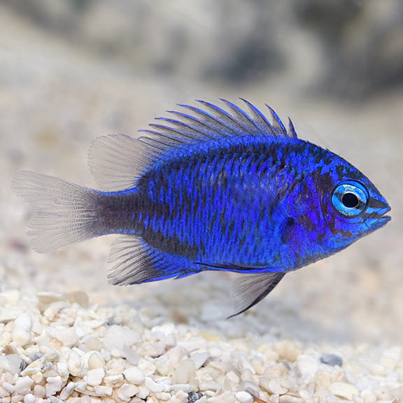 Springeri Damsel (Chrysiptera cf. springeri)