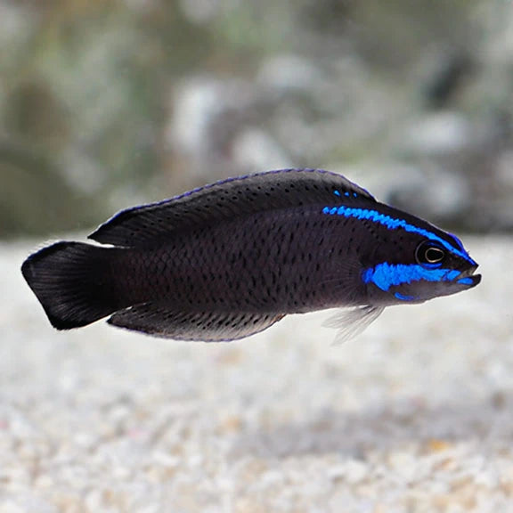 Springeri Dottyback (Pseudochromis springerii)