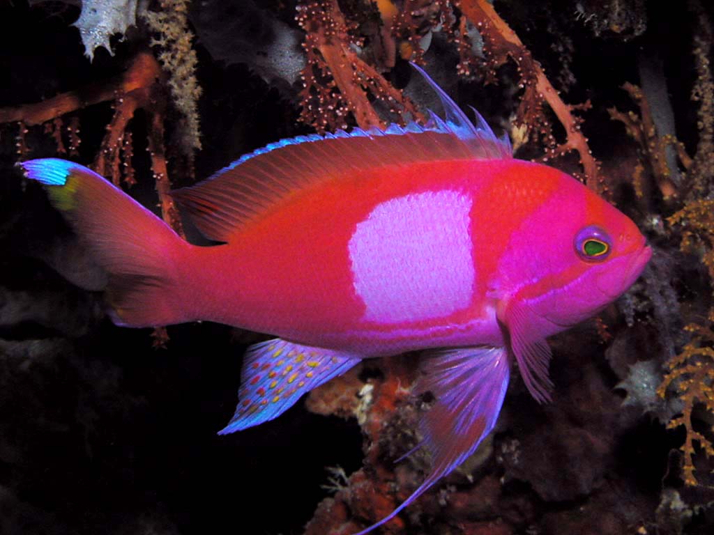 Squareback Anthias Male (Pseudanthias pleurotaenia)