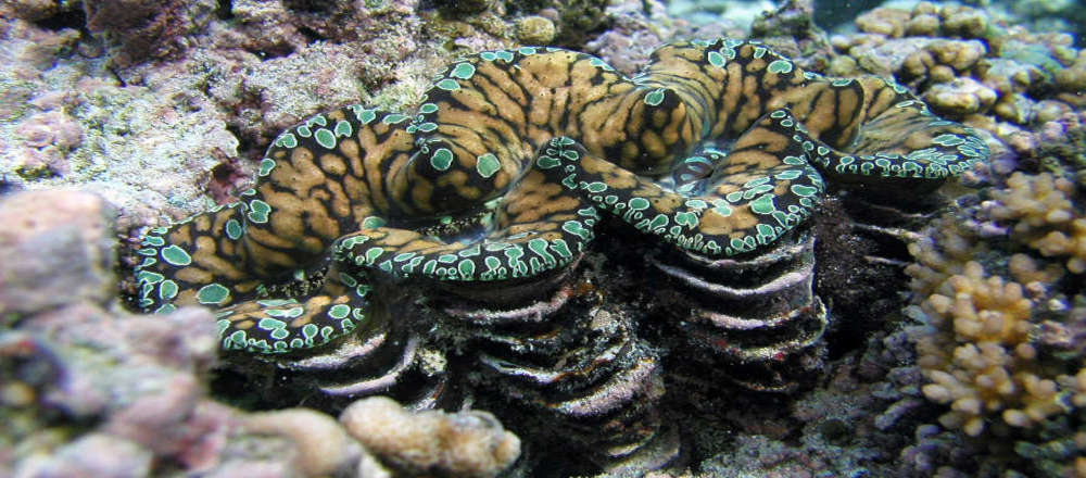 Squamosa Clam (Tridacna squamosa)