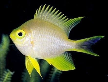 Yellow Staghorn Damsel (Amblyglyphidodon Ternatensis)