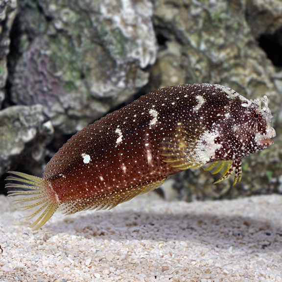 Starry Blenny (Salarias ramosus)