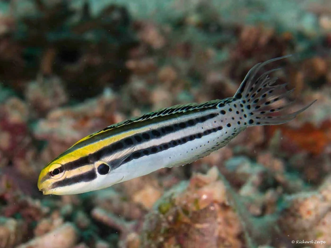 Striped Blenny (Meiacanthus grammistes)