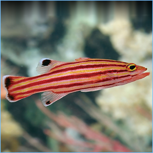 Swissguard Basslet (Liopropoma rubre)