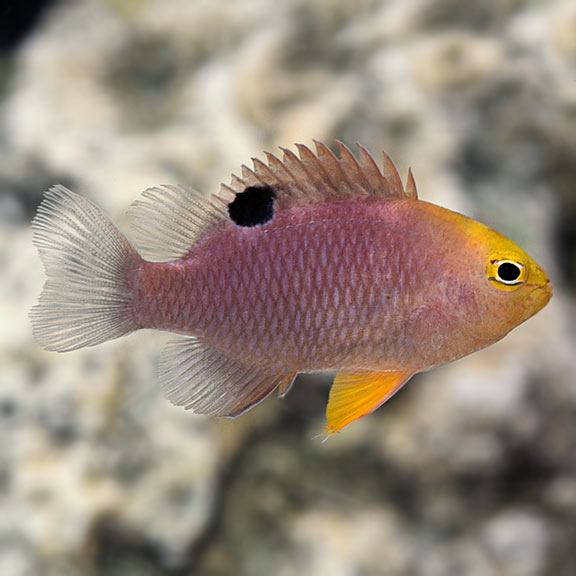 Talbot's Damsel (Chrysiptera talboti)