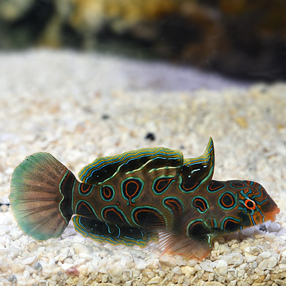 Target/Spotted Mandarin Dragonet (Synchiropus picturatus)