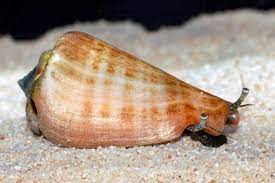 Tiger Conch (Strombus sp)