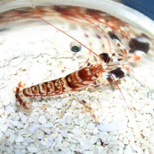 Tiger Pistol Shrimp (Alpheus bellulus)