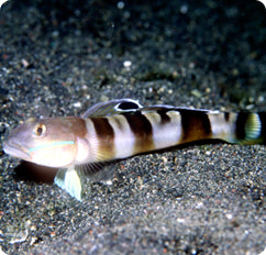 Tiger Wardii Goby (Valenciennea wardii)