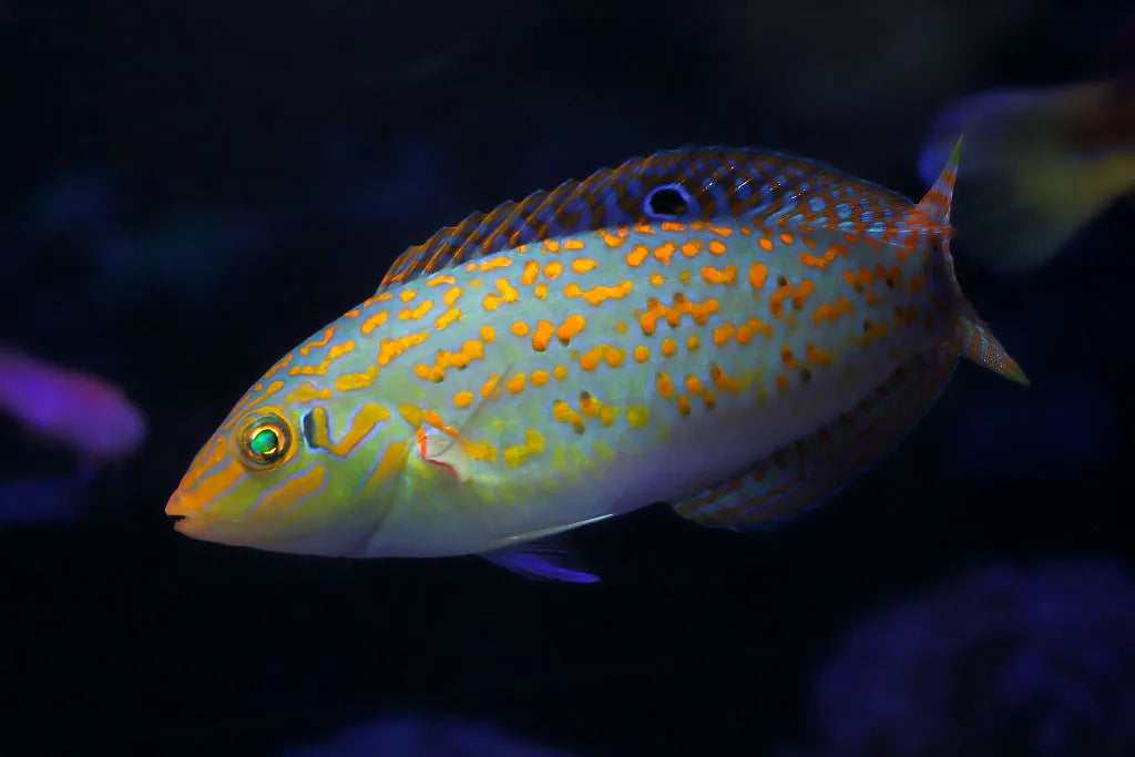 Timor Wrasse