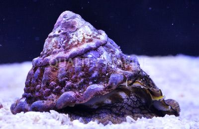 Topcrown Snail (Astrea undoza)