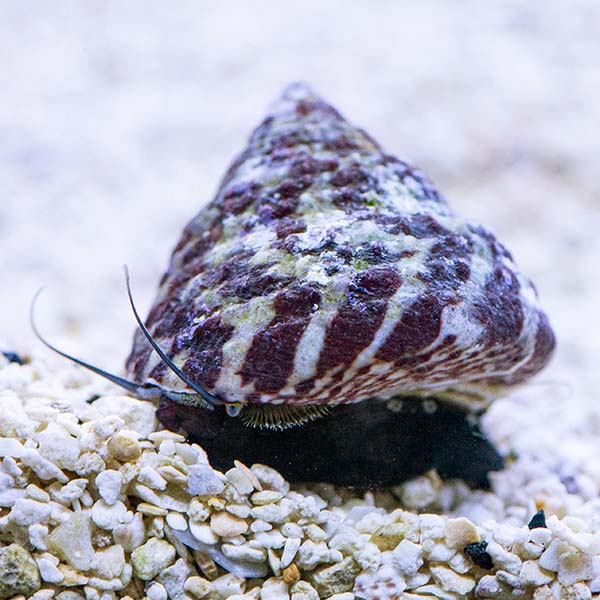 Trochus Snail (Trochus sp.)