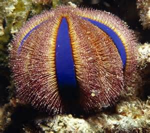 Tuxedo Urchin (Mespilia globulus)