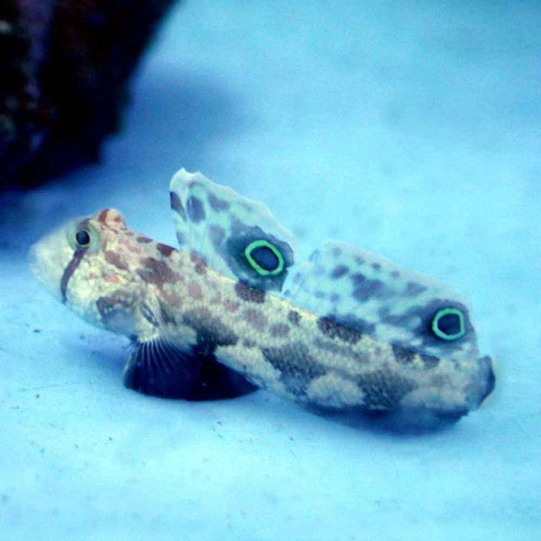 Twin Spot Signal Goby (Signigobius biocellatus)