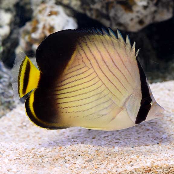 Vagabond Butterfly (Chaetodon vagabundus)