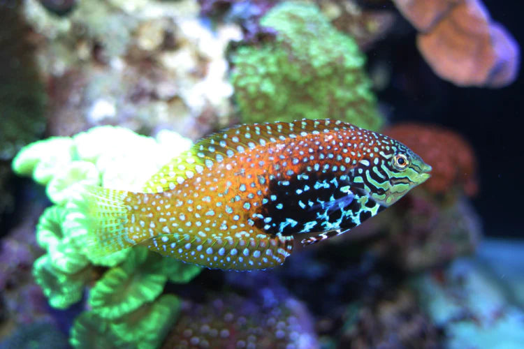 Vermiculate Leopard Wrasse Female (Macropharyngodon bipartitus)