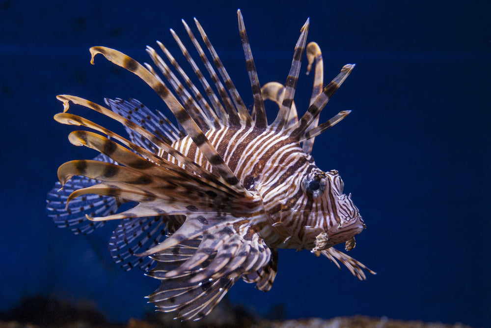 Volitan Lionfish (Pterois volitans)