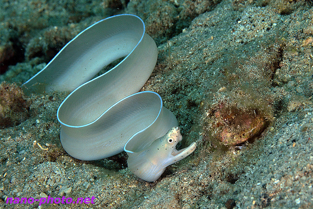 White Ribbon Eel (Pseudechidna brummeri)