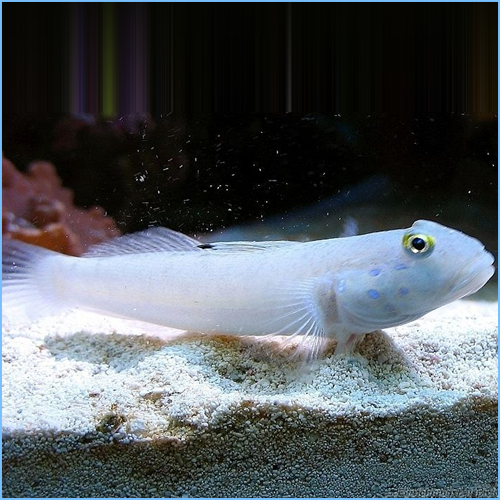 White Sleeper Goby (Valenciennea sexguttata)