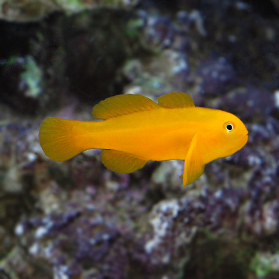 Yellow Clown Goby (Gobiodon okinawae)