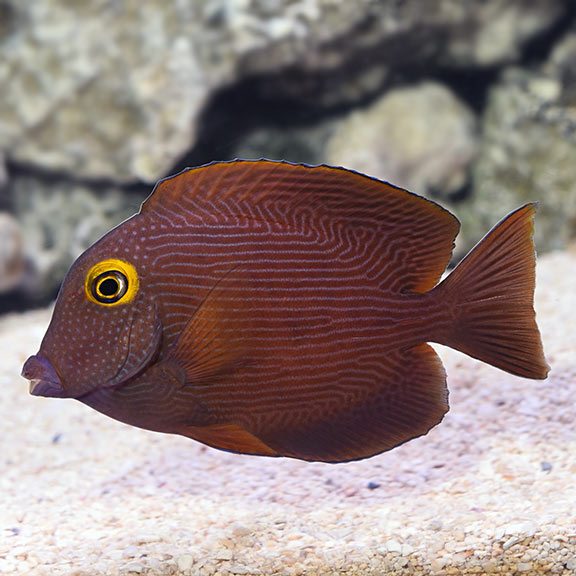 Yellow Eye Kole Tang (Ctenochaetus strigosus)