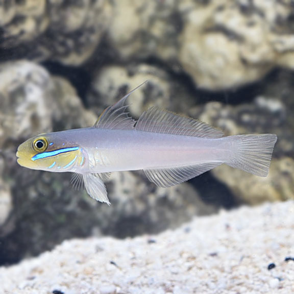 Yellow Head Sleeper Goby (Valenciennea strigata)