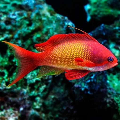Yellow Breast Lyretail Anthia Male (Pseudanthias squamipinnis)