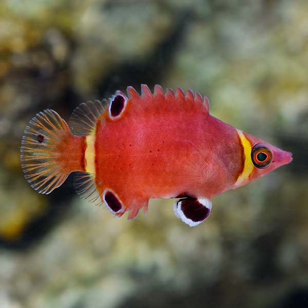 Yellow Banded Possum Wrasse (Wetmorella nigropinnata)