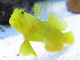 Yellow Watchman Goby (Cryptocentrus cinctus)