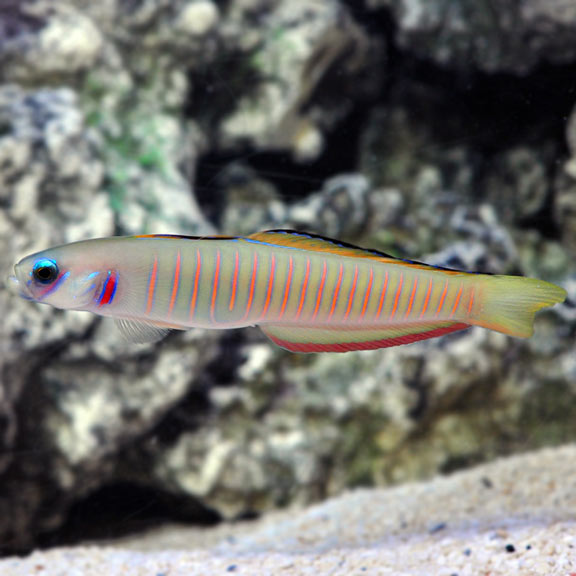 Zebra Bar Goby (Ptereleotris zebra)