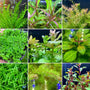 Freshwater Plants