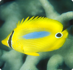 Bluespot Butterfly (Chaetodon plebeius)