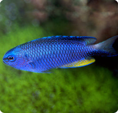 Alleni Damsel (Pomacentrus alleni)