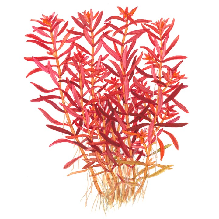 Ratala Blood Red