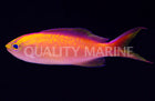 Sunset Anthia (Pyronotanthias parvirostris)